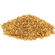 Aktarzane 500 gr Hediklik Buğday Diş Buğdayı