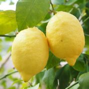Tüplü Yediveren Limon Fidanı Saksılı