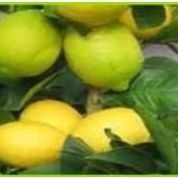 Tüplü Yediveren Limon Fidanı Saksılı