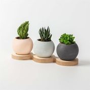 Womo Design Ahşap Tablalı 3'lü Beton Saksı