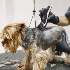 Kopek Tras Makinesi Fiyat Ve Modelleri