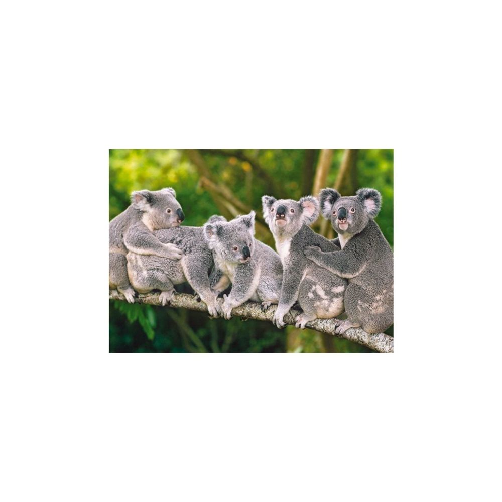 Castorland Koala Ailesi 120 Parça Puzzle Fiyatları