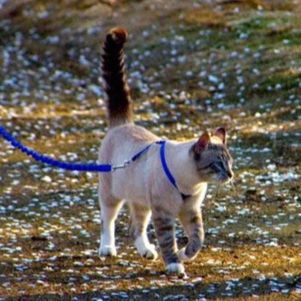 cat lead