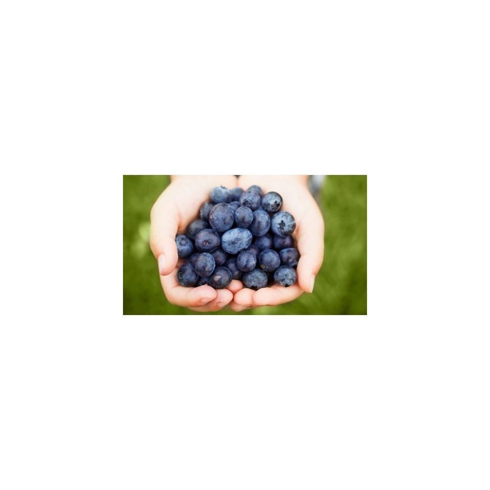 Tohhum Blueberry Yaban Mersini Tohumu Fiyatlari