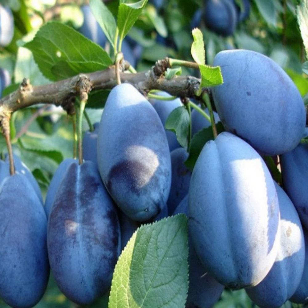 Uxlayotgan opa porno Rus ginekolog porno