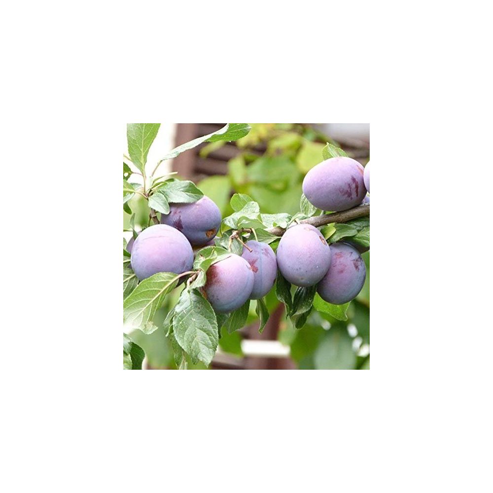 Qizlar uchun tornado oral jinsiy aloqa Erkaklarda jinsiy erogen zonalar