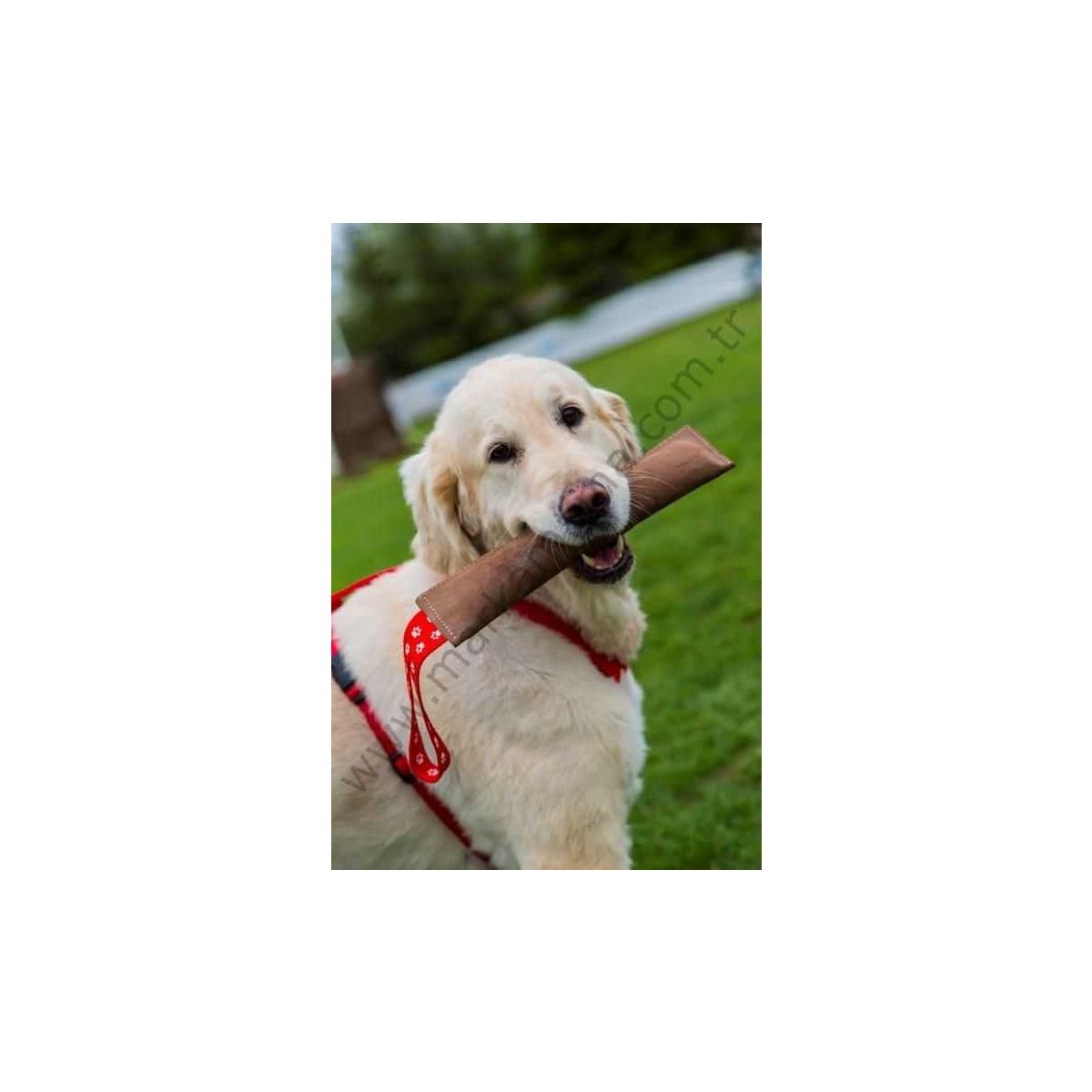 En Ucuz Doggie Kopek Egitim Malzemeleri Fiyatlari Ve Modelleri Cimri Com