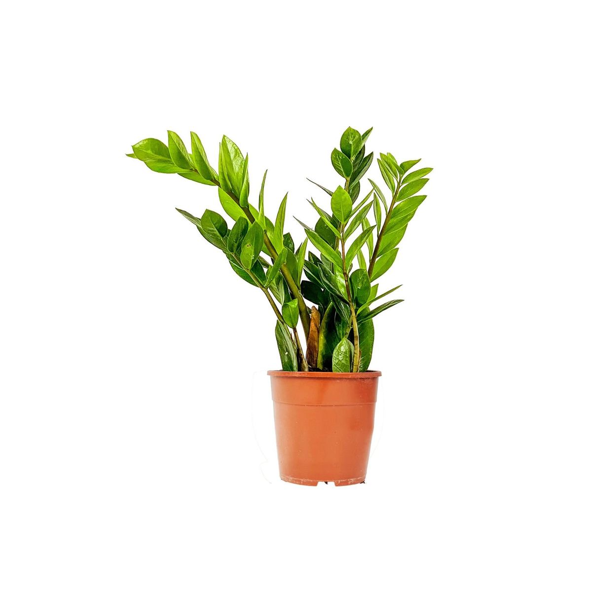 Zamia Bitkisi Fiyatlar