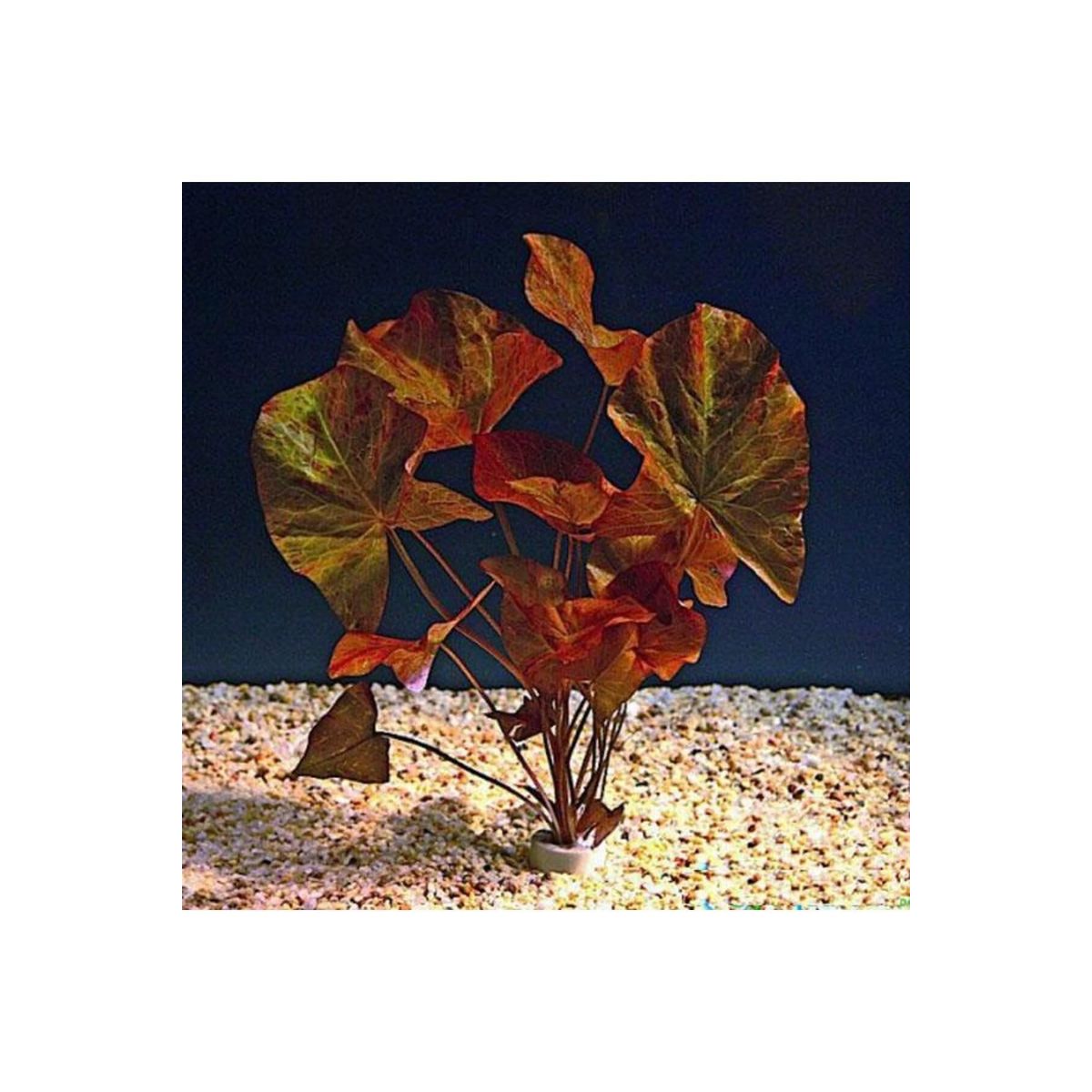 Nymphaea Rubra Bulb Lotus Soğanı Kırmızı Canlı Bitki Fiyatları