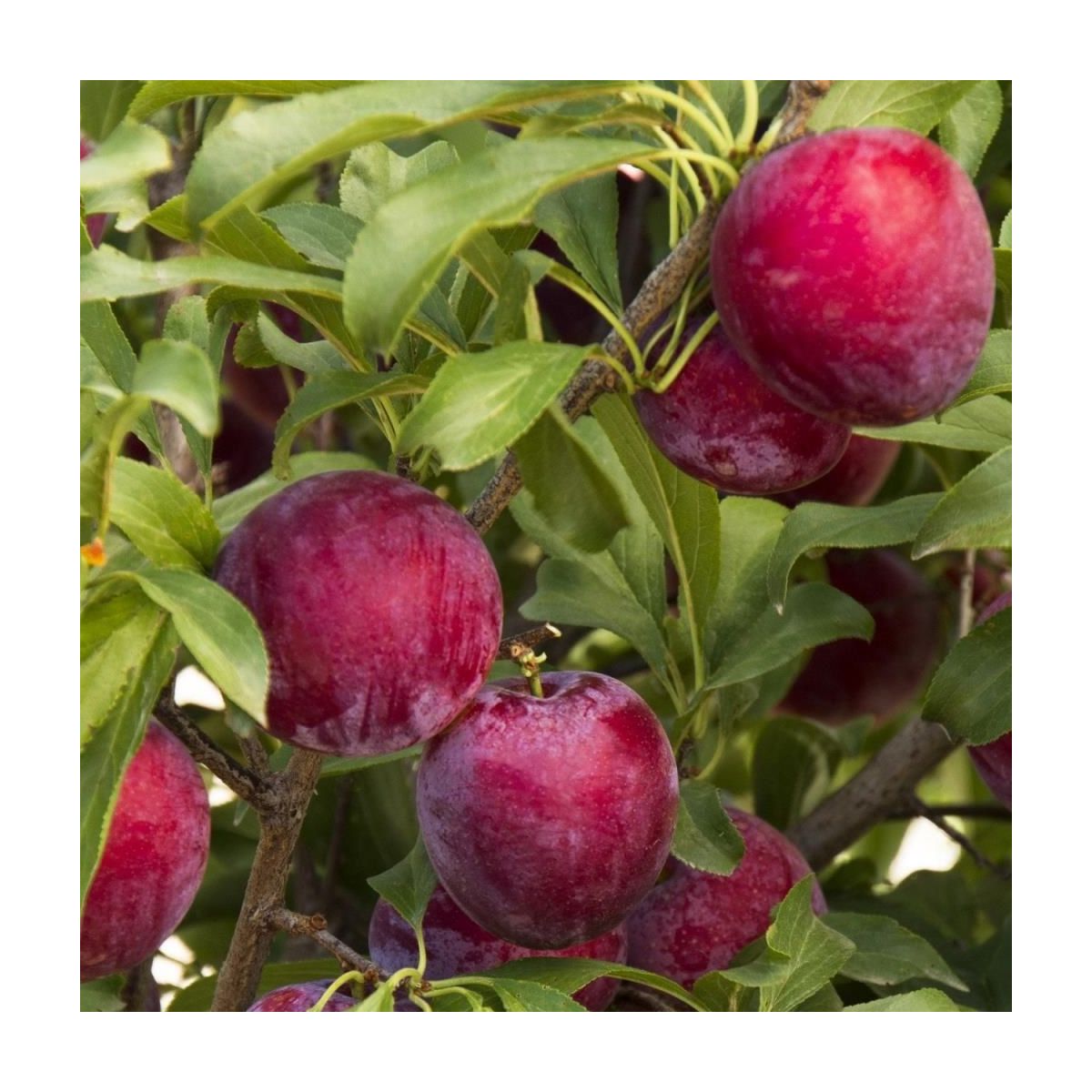 Instagram Liliya Taradimenko Rus porno majbur etuk