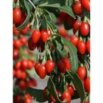 1 Adet Goji Berry Fidanı Vitamin Deposu Kurt Üzümü