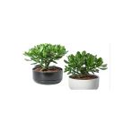 1 Adet Hediyelik Taş Saksıda Para Ağacı Bereket Çiçeği Crassula Ovata