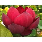 1 Adet Kırmızı Lotus Çiçeği Tohumu Tropikal Nilüfer Çiçeği Tohum