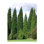 1 Adet Leylandi Çam Ağacı Fidanı 30-60Cm SaksılıTüplü (Leyland Cypress Sapling)