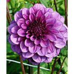 1 Adet Mor Yıldız (Dahlia) Çiçek Soğanı