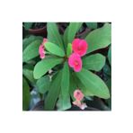 1 Adet Pembe Renk Dikenler Tacı Çiçeği 15-35 Cm Saksılı Bodur Bitki Euphorbia