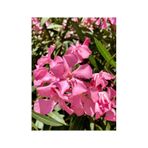 1 Adet Pembe Renk Zakkum Çiçeği Fidanı 40-60 Cm Saksılı Çiçekli Bodur Bitkiler Oleander