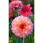 1 Adet Pembe Yıldız (Dahlia) Çiçek Soğanı