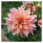 1 Adet Soft Yıldız (Dahlia) Çiçek Soğanı