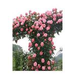 1 Adet Tüplü Kokulu Pembe Gül Fidanı 15-25 Cm ŞR3444