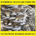 1 kg. İstiridye Mantarı Tohumu Miseli