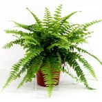 10-20 Cm Aşk Merdiveni Nephrolepis Fidanı