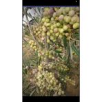 10 Adet Arbeguina Bodur Zeytin Fidanı Tüplü 2yaş 55852685819152