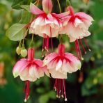 10 Adet B.pembe Kupe Cicegi Tohumu + 10 Adet Gul Tohumu N11.4352