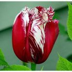 10 Adet Bordo Lale Tohumu +10 Adet Gül Tohumu