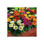 10 Adet Gazania Mix Flower Tohumu, Renkli Bahçe Bitkisi Seçenekleri