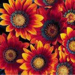 10 Adet K.sari Gazanya Cicegi Tohumu + 10 Adet Gul Tohumu N11.5587