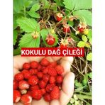 10 adet Karadeniz Kokulu Yabani Dağ Çileği Fidesi Açık Köklü 10-20 Cm