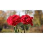 10 Adet Karanfil Çiçeği Tohumu Çiçek Tohumu + Çiçek Tohumu