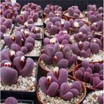 10 Adet Lithops Optica Rubra Succulent Tohumu