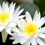 10 ADET NİLÜFER LOTUS ÇİÇEĞİ TOHUMU
