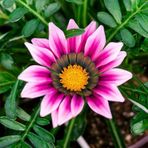 10 Adet Pembe Gazanya Çiçeği Tohumu + 10 Adet Gül Tohumu