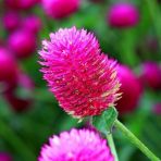 10 Adet Pembe R Medine Çiçeği Tohumu + 10 Adet Gül Tohumu