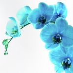 10 Adet Phalaenopsis Mavi Orkide Tohumu 10 Adet Gül Tohumu