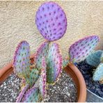 10 Adet Purple Opuntia Violacea V. Santa Rita Kaktüs Tohumu