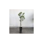 10 Adet Saksıl Tam Bodur Arbequina Zeytin Fidanı 1 Yaş - 20-40 Cm Boy P1291S3642