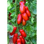 10+ Adet San Marzano Domates Tohumu, Bahçe Tarımı İçin Uygun