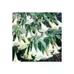 10 Adet Tohum Angel Trumpet Cicegi Tohum Melek Borazani Cicegi Tohum Tohum Saksi Toprak