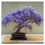 10 Adet Tohum Bodur Jakaranda Bonsai Agaci Tohumu Surpriz Hediye Bonsai Agaci Tohumludur
