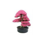 10 Adet Tohum Bodur Pembe Erguvan Bonzai Ağac Ekim Seti Saksı Toprak Süpriz Hediye Bonsai Tohumu