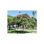 10 Adet Tohum Gulibrisim Agaci Tohum Gulibrisim Tohum Supriz Hediye Bonsai Agaci Tohumla