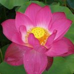 10 Adet Tohum Kırmzı Lotus Su Çiçeği Lotus Nilüfer Çiçek
