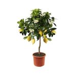 10 Adet Tohum Nadir Bodur Bonsai Sari Limon Agac Tohumu Organik Yeni Tohum Saksi Toprak Hediye