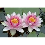 10 Adet Tohum Nadir Bulunan Pembe Lotus Cicegi Tohumu Lotus Su Cicegi Tohumu Nilufer Cicegi Tohumu