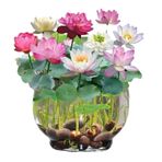 10 Adet Tohum Nadir Karışık Renkli Kase Lotus Çiçeği Tohumu Orga
