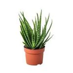 10 Adet Tohum Organik Aleovera Çiçeği Tohumu Balkon Aloe Vera